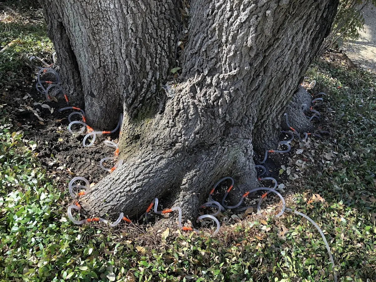 Detailed Tree Cabling and Bracing job site in Eudora