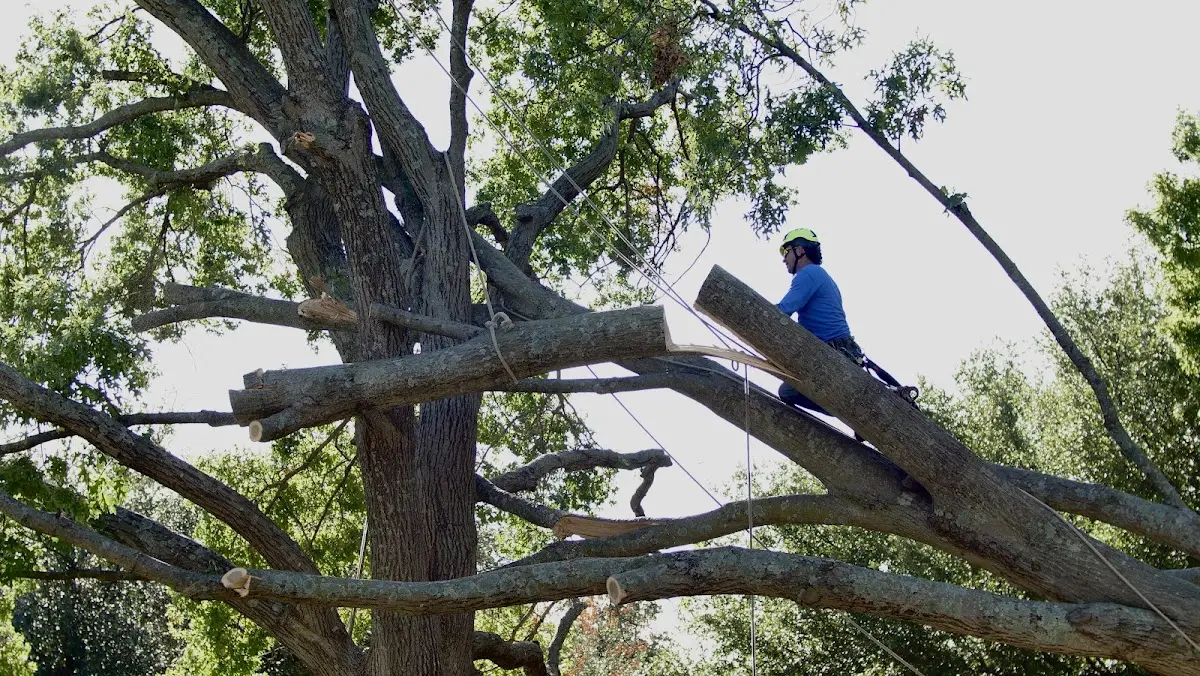 Professional Crown Thinning performed by certified arborists in Eudora