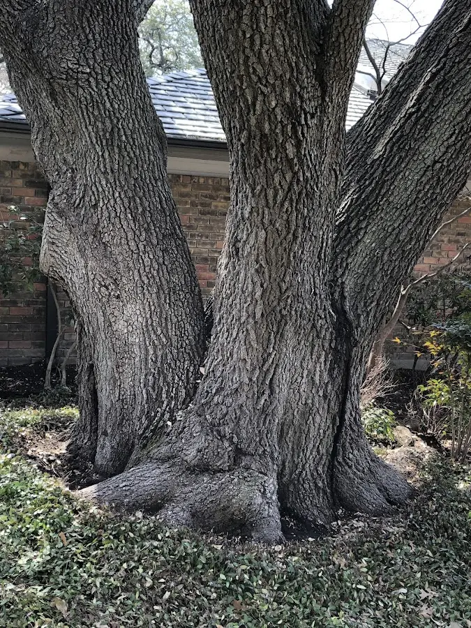 Mature heritage tree close to a Eudora property cared for by certified arborists